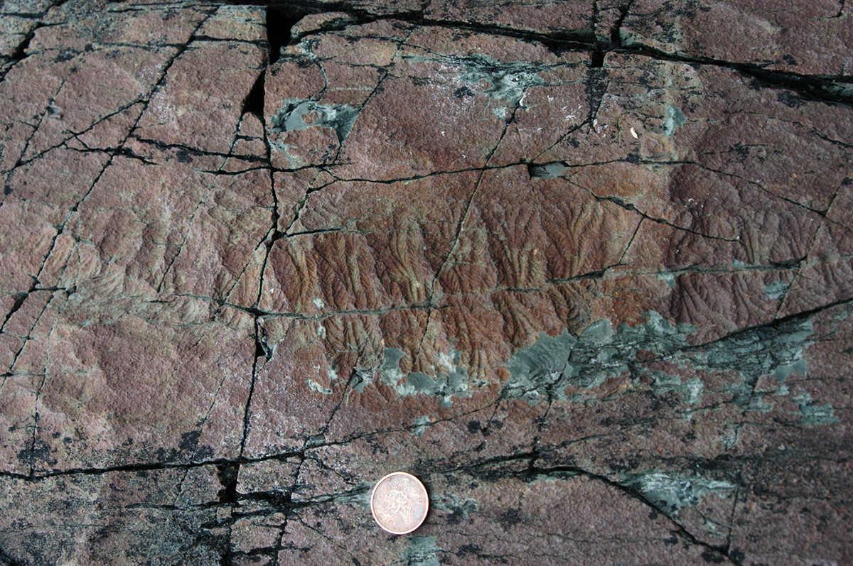 Fossil impression of Fractofusus, an example of Ediacaran fauna from Newfoundland, near a penny for scale. 